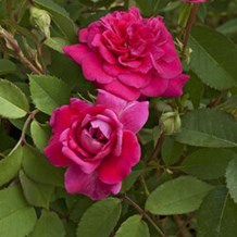 Цветовые особенности розы Аллюр Винтер Джевел