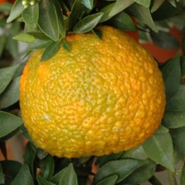 Pianta di Limone Caviale Faustrime (Microc.Austral.Faustrime) in vaso 20-22  cm
