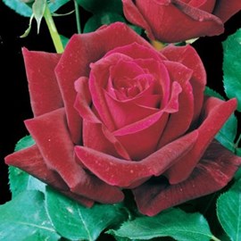 Tutore a Ombrello 9 Petali per Rose Piangenti, tutori per rosai e piante  rampicanti Meilland