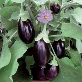 100 SEMI MELANZANA SFUMATA DI ROSA AMBURGINE-Eggplant Solanum melogena